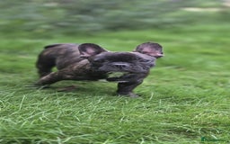 French Bulldog dogs for sale: French bulldog pups ready to leave - Image 1