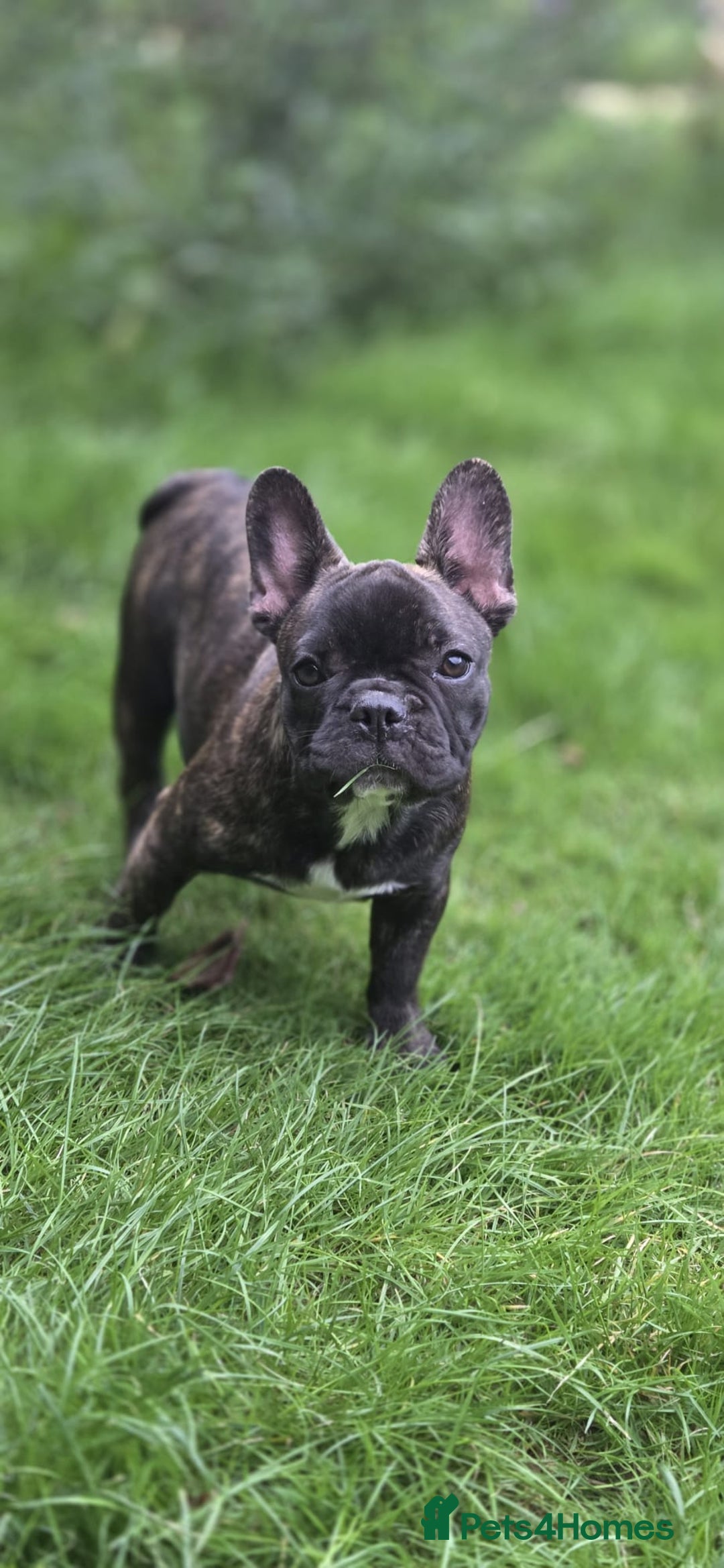 French Bulldog dogs for sale: French bulldog pups ready to leave - Image 1