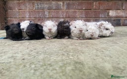Guinea Pig rodents for sale: Pedigree Lunkarya/blue skinnypig carrier in Rotherham - Image 1