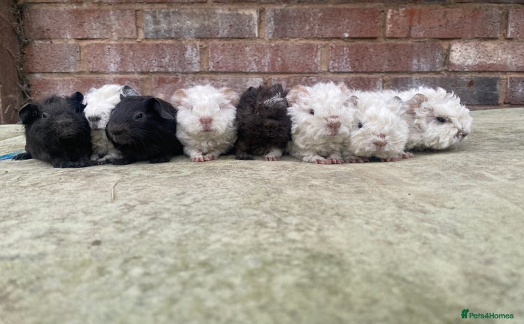 Guinea Pig rodents in Rotherham - Advert 1