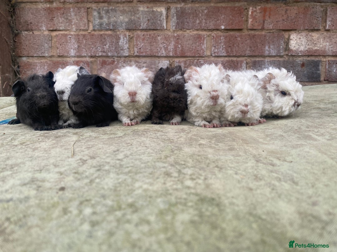 Guinea Pig rodents for sale: Pedigree Lunkarya/blue skinnypig carrier in Rotherham - Image 1
