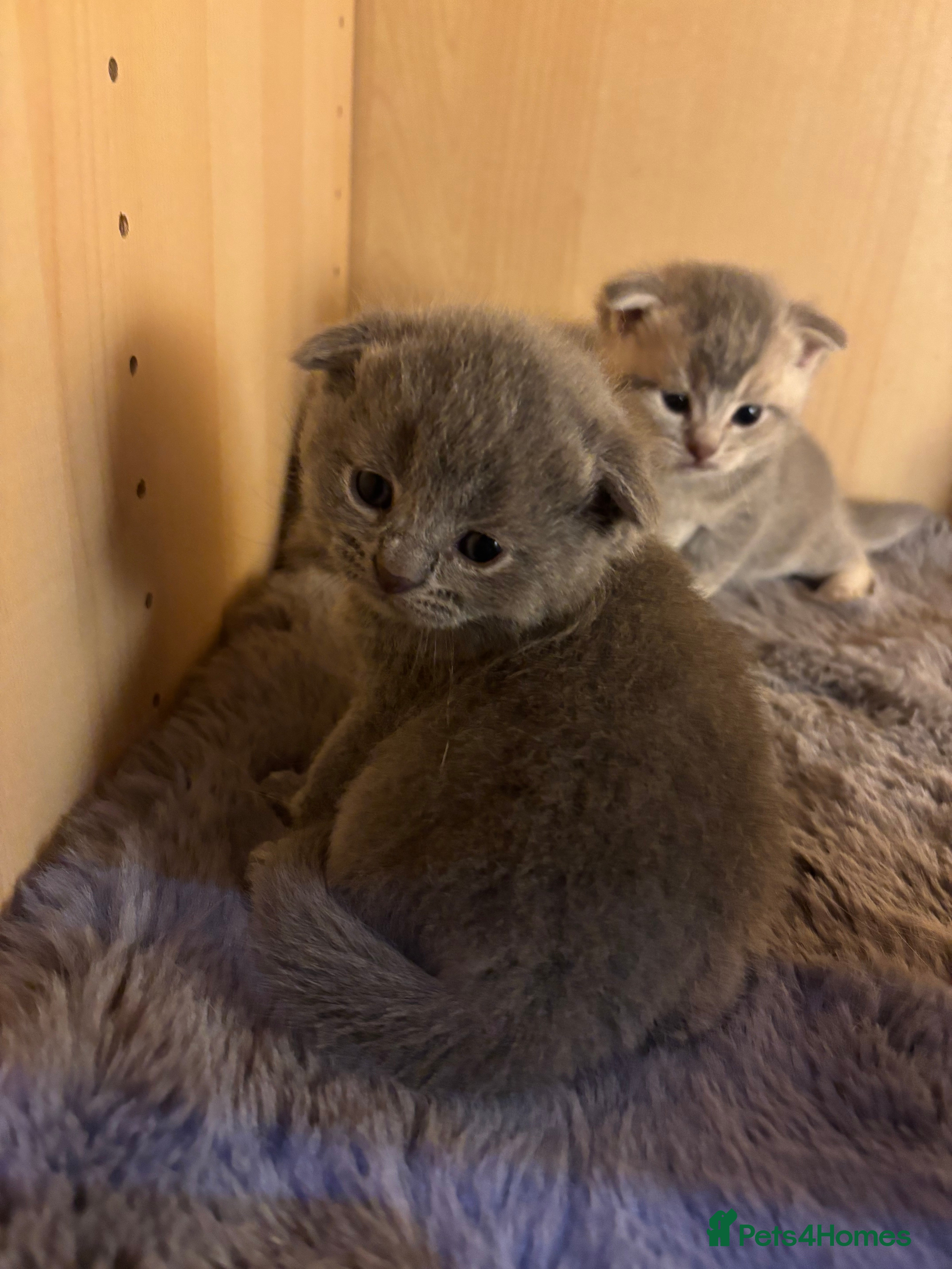 Scottish Fold cats Beautiful Scottish Fold Chinchilla Kitten  🐾💙 - Advert 2