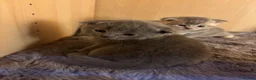 Scottish Fold cats for sale: Beautiful Scottish Fold Chinchilla Kitten  🐾💙 - Advert 3