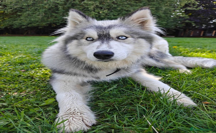 Siberian Husky dogs - Advert 2