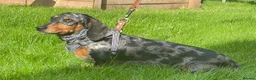 Miniature Dachshund dogs for sale: Miniature Dachshund Dapple Puppies 🐶 5🌟licensed  - Advert 14