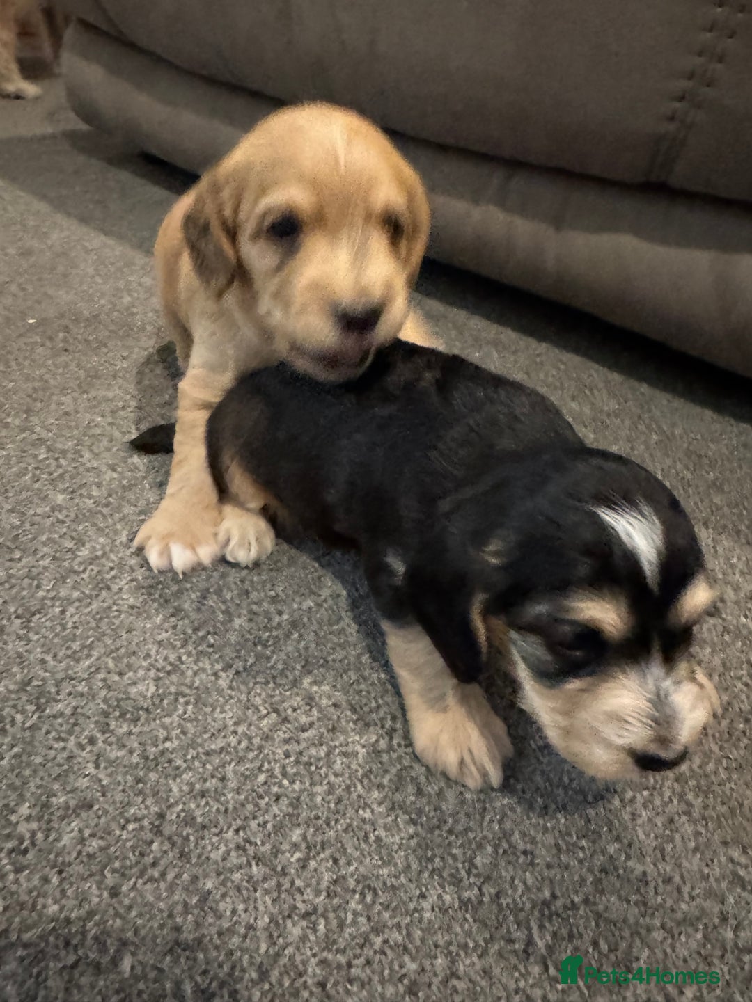Cockapoo dogs for sale: Cockapoo puppies  - Image 16