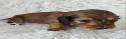 Miniature Dachshund dogs for sale: STUNNING KC SHADED RED LONG HAIR - Advert 16