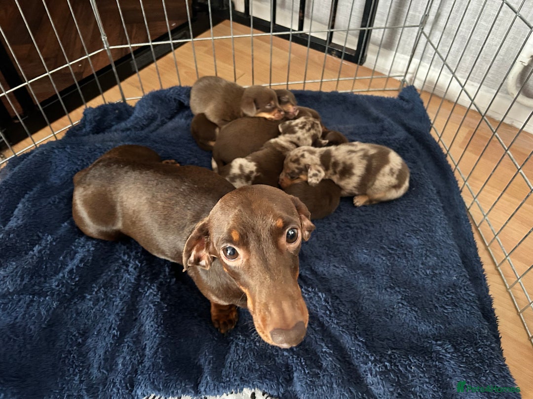 Mixed Breed dogs for sale: Dachshund x puppies  - Image 5