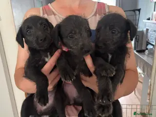 Mixed Breed dogs 🩷3 Beautiful Bedlington Whippet Girls Left🩷 - Advert 7