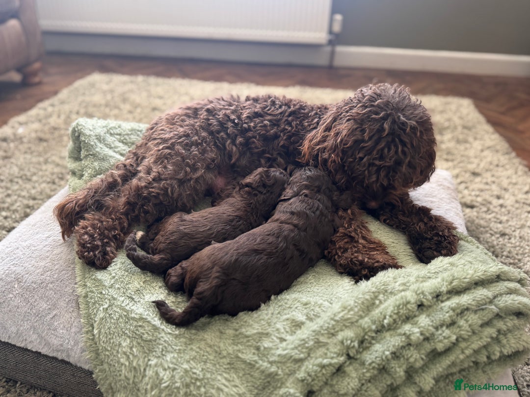 Cockapoo dogs for sale: Adorable chocolate cockapoos  - Image 9