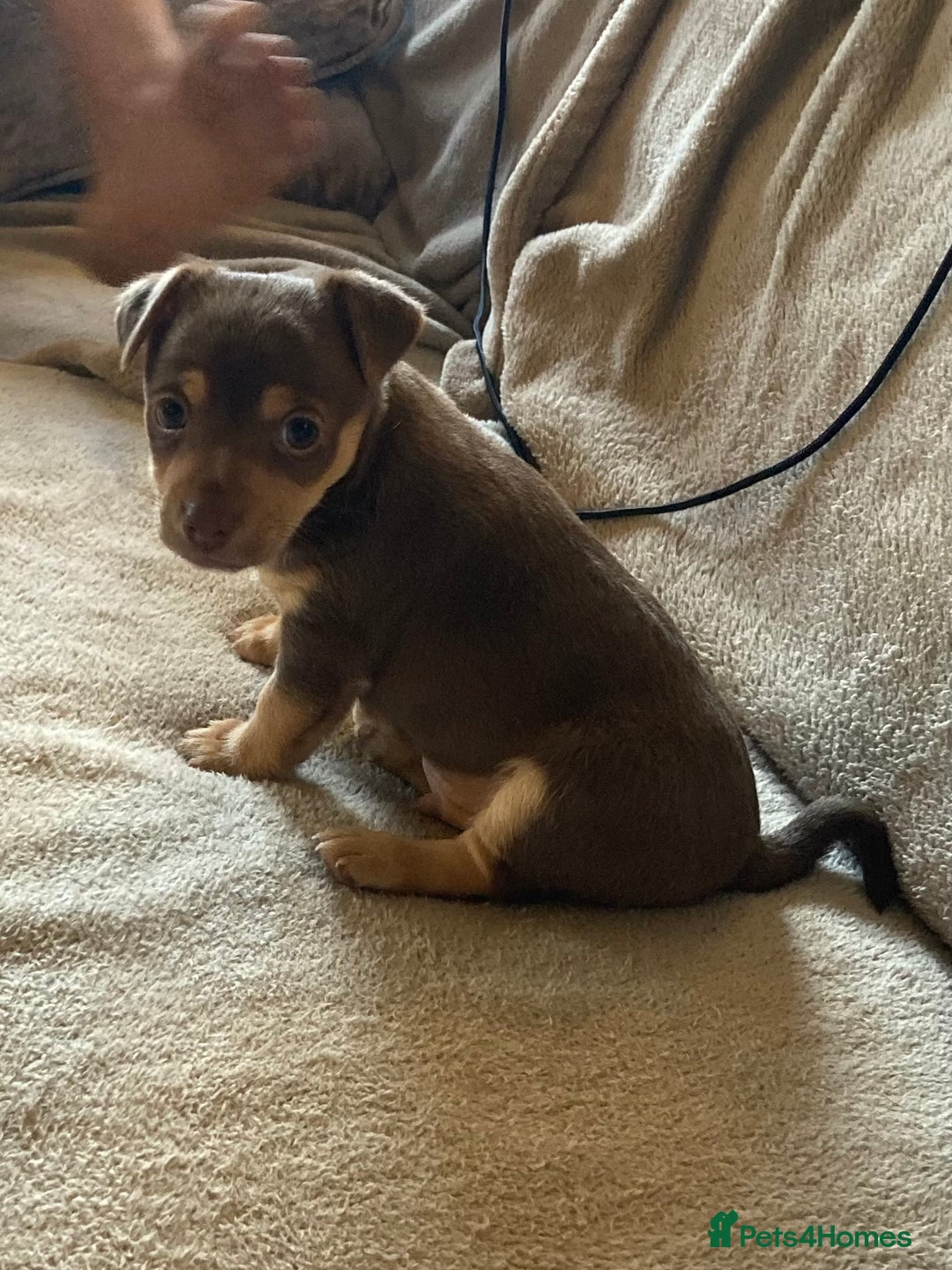 Mixed Breed dogs for sale: Chocolate and tan Jack Russel X - Image 6