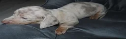Miniature Dachshund dogs for sale: 5 Miniature Dachshund Puppies - Advert 19