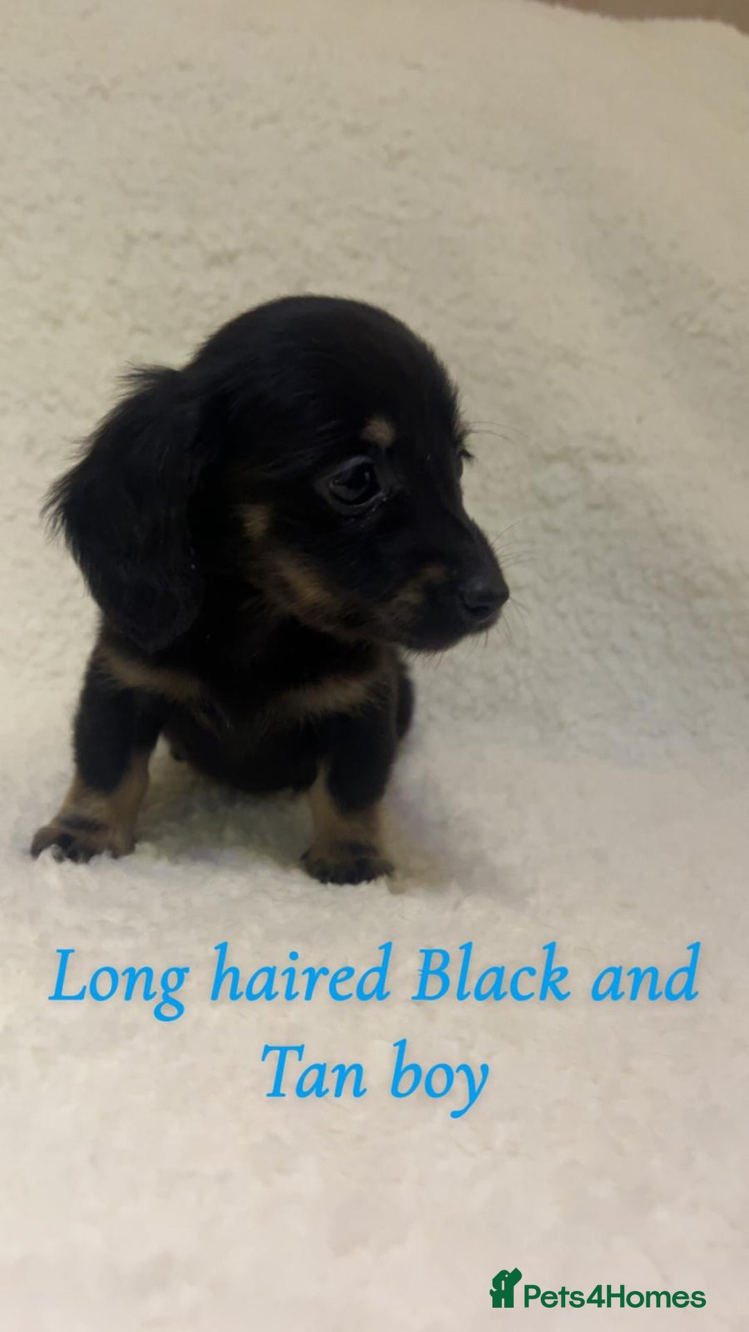 Miniature Dachshund dogs for sale: ****true to type mini dachshund *** - Advert 4