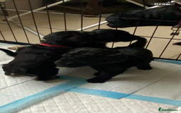 Mixed Breed dogs for sale: 3/4 patterdale 1/4 staffy x cavapoo pups - Image 3