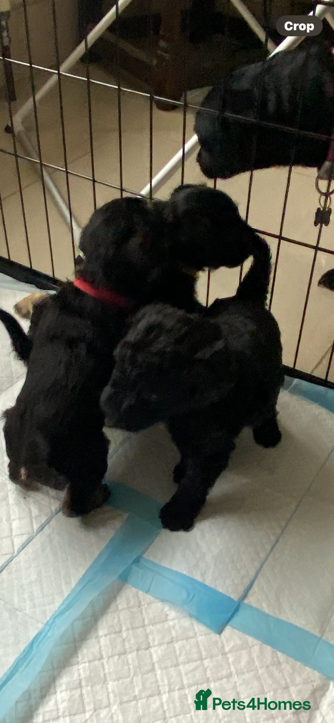 Mixed Breed dogs for sale: 3/4 patterdale 1/4 staffy x cavapoo pups - Image 3