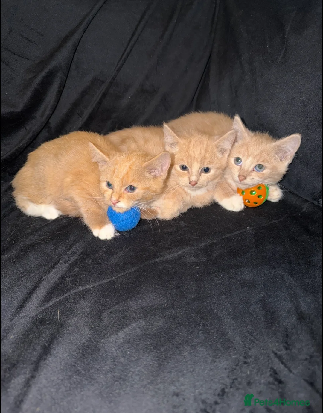 Mixed Breed cats for sale: Gorgeous ginger kittens  - Advert 2