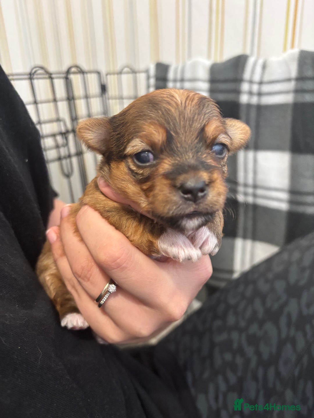 Mixed Breed dogs for sale: ✨ Chihuahua × Coton de Tulear puppies ✨ - Image 4