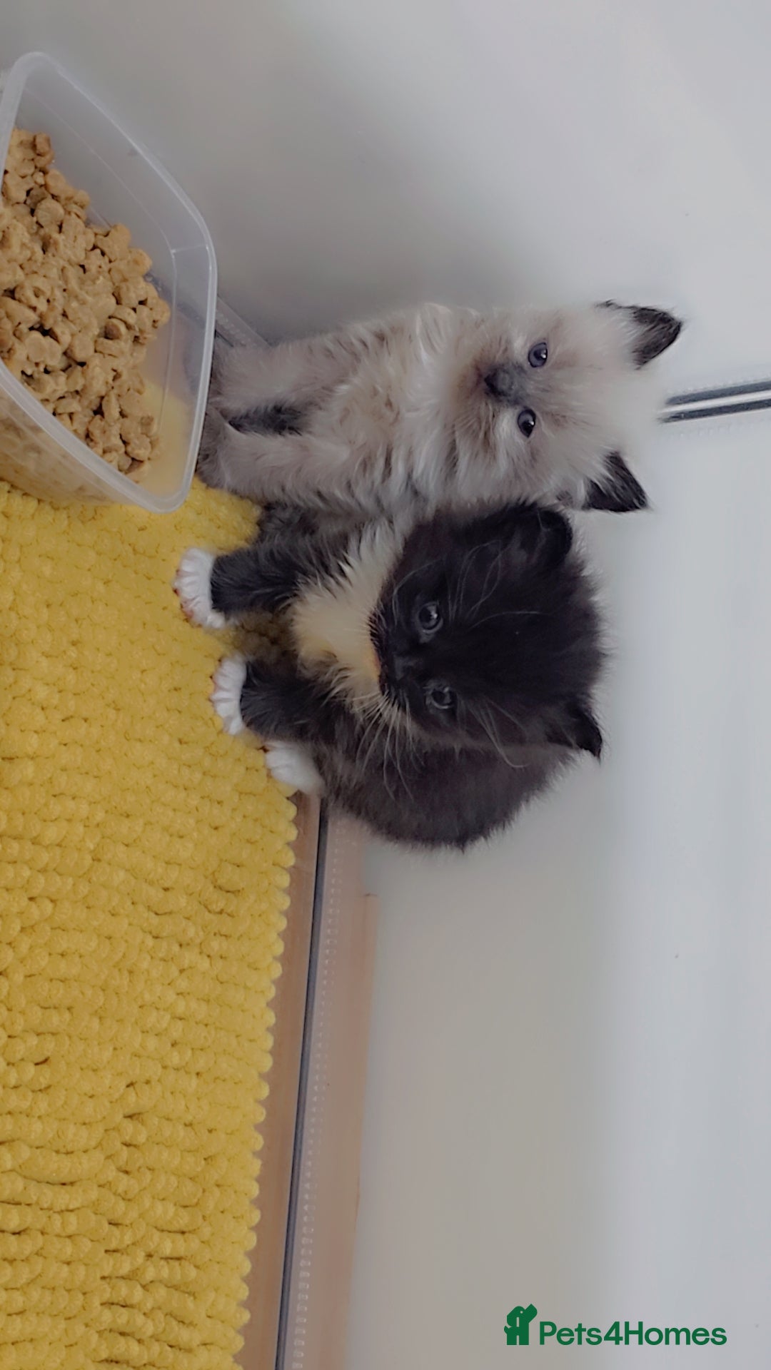 Maine Coon cats for sale: Stunning mainecoon/ragdoll babies - Advert 7