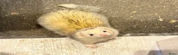 Ferret rodents for sale: Male Ferrets for Rehome Ozzy & Bandit  - Advert 3