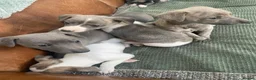 Whippet dogs for sale: Stunning Litter of KC Whippet Puppies - Advert 9