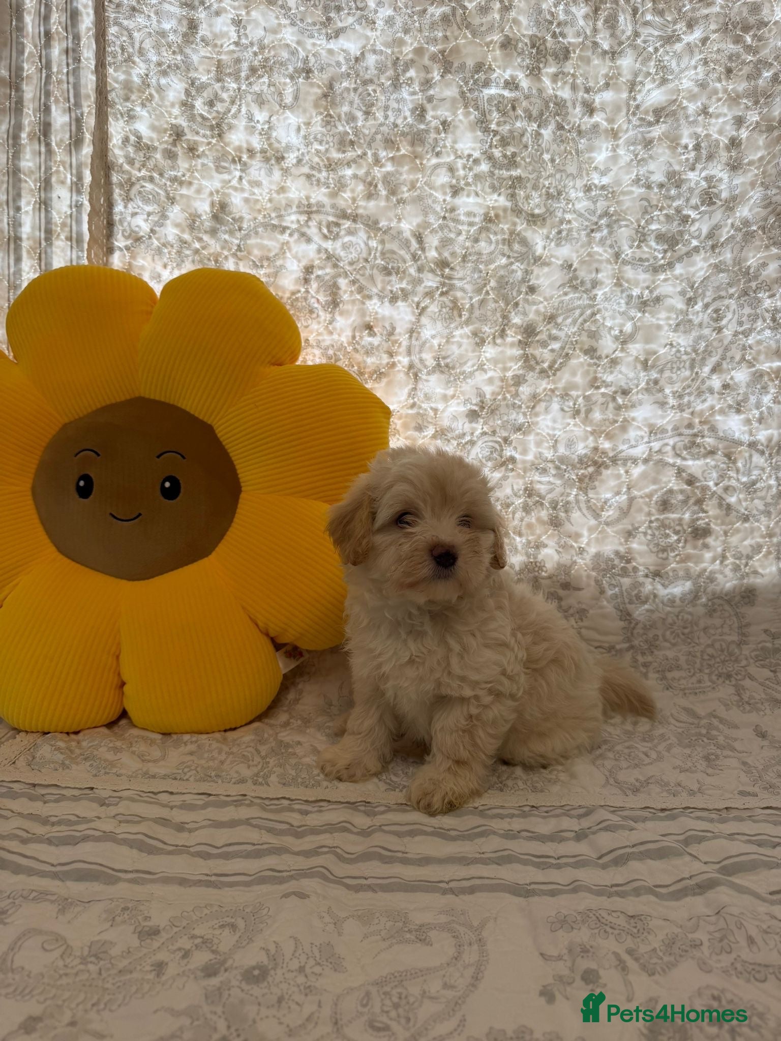 Maltipoo dogs 🤩 1 stunning f1 male Maltipoo 🤩 - Advert 9