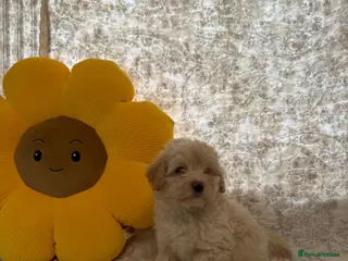 Maltipoo dogs 🤩 1 stunning f1 male Maltipoo 🤩 - Advert 9