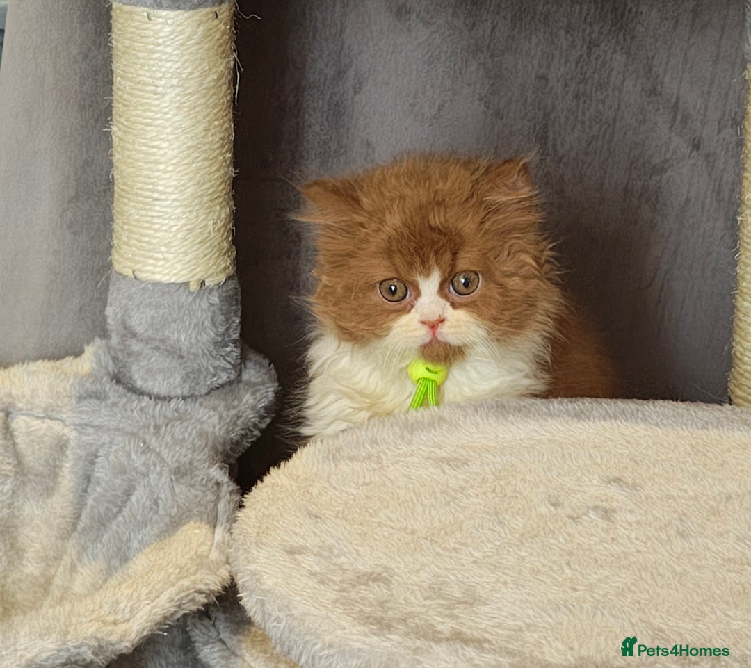 British Longhair cats for sale: Cinnamon bi colour longhair  - Image 12