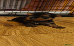 Yorkshire Terrier dogs for sale: 2 tiny Yorkshire terriers 1 male 1 female - Advert 4