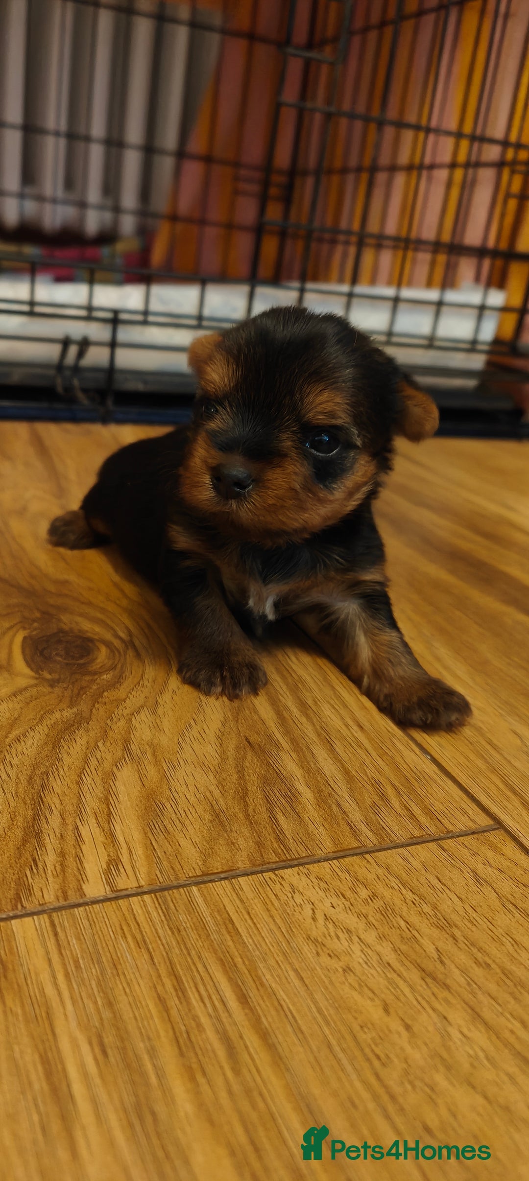 Yorkshire Terrier dogs for sale: 2 tiny Yorkshire terriers 1 male 1 female - Advert 4