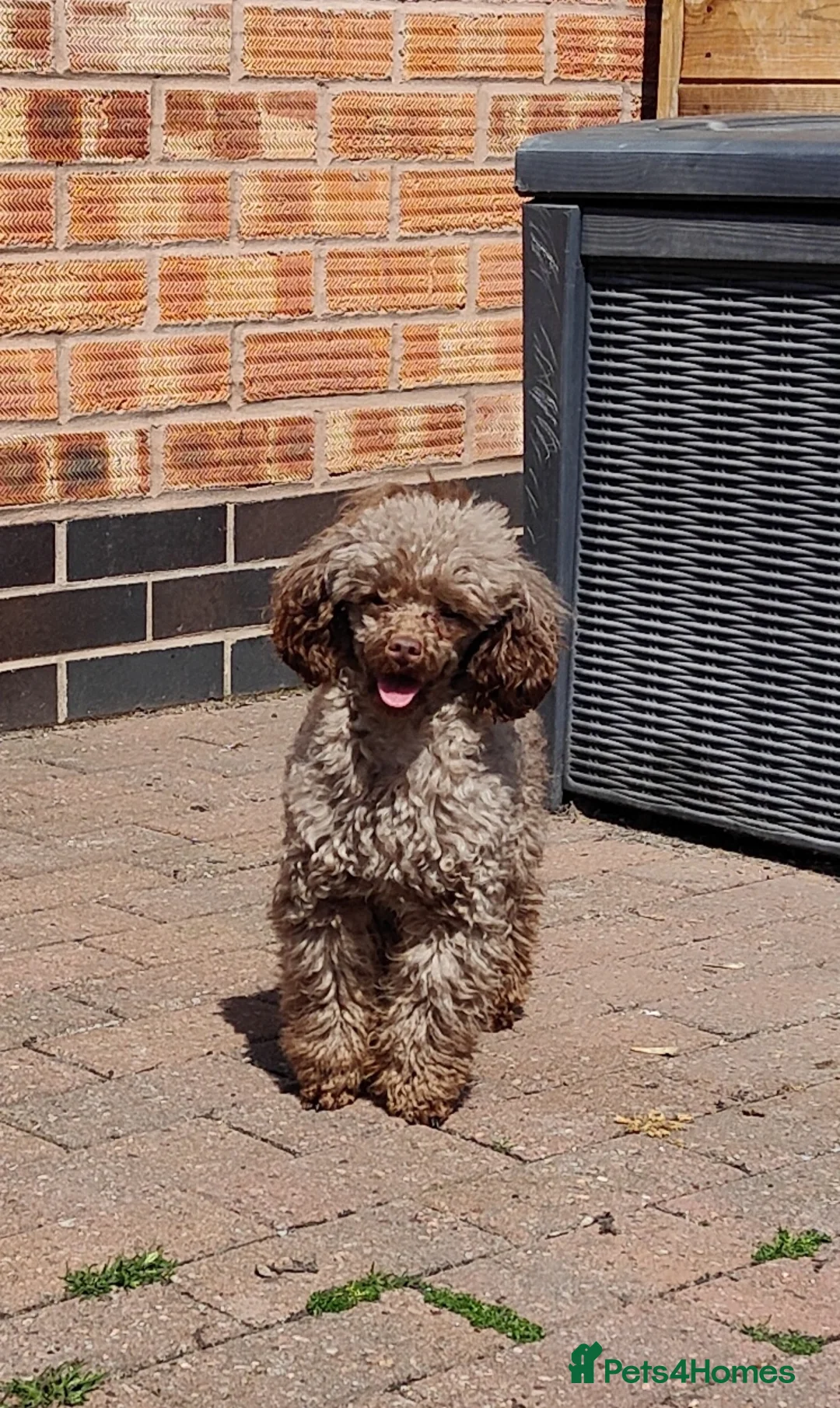 Toy Poodle dogs for stud: Stunning Chocolate Toy Poodle  in Stafford - Advert 4