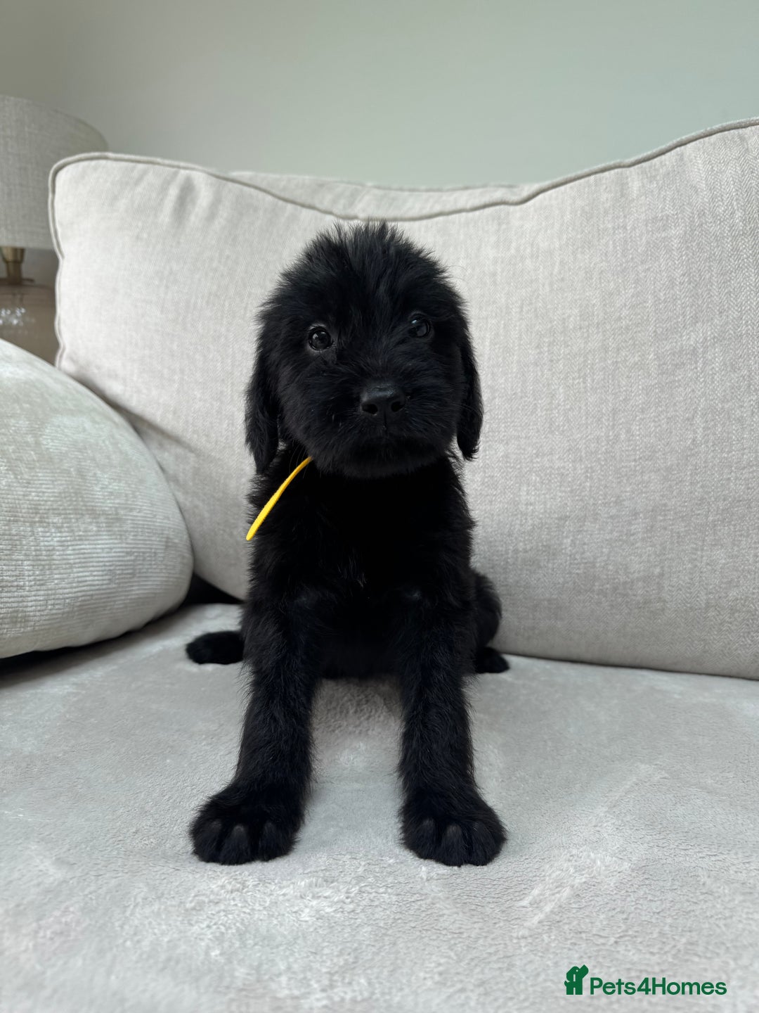 Mixed Breed dogs for sale: 🐾 🧸 *Ready Saturday* Beautiful Doodles 💕🐾 - Image 13