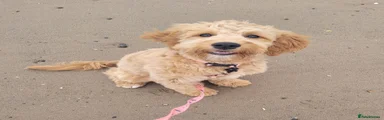 Goldendoodle 1