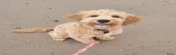 Goldendoodle dogs for sale: Goldendoodle female seeks fab new home - Advert 4