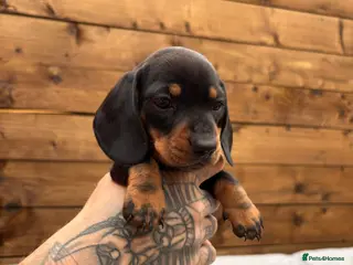 Miniature Dachshund dogs Stunning KC Pedigree Miniature Dachshund Puppies - Advert 3