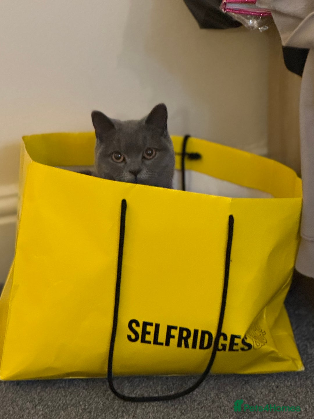British Shorthair cats for sale: British short hair  - Image 6