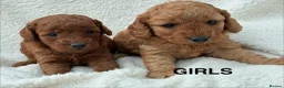 Cockapoo dogs for sale: F1b Cockapoo Puppies Available  - Advert 3