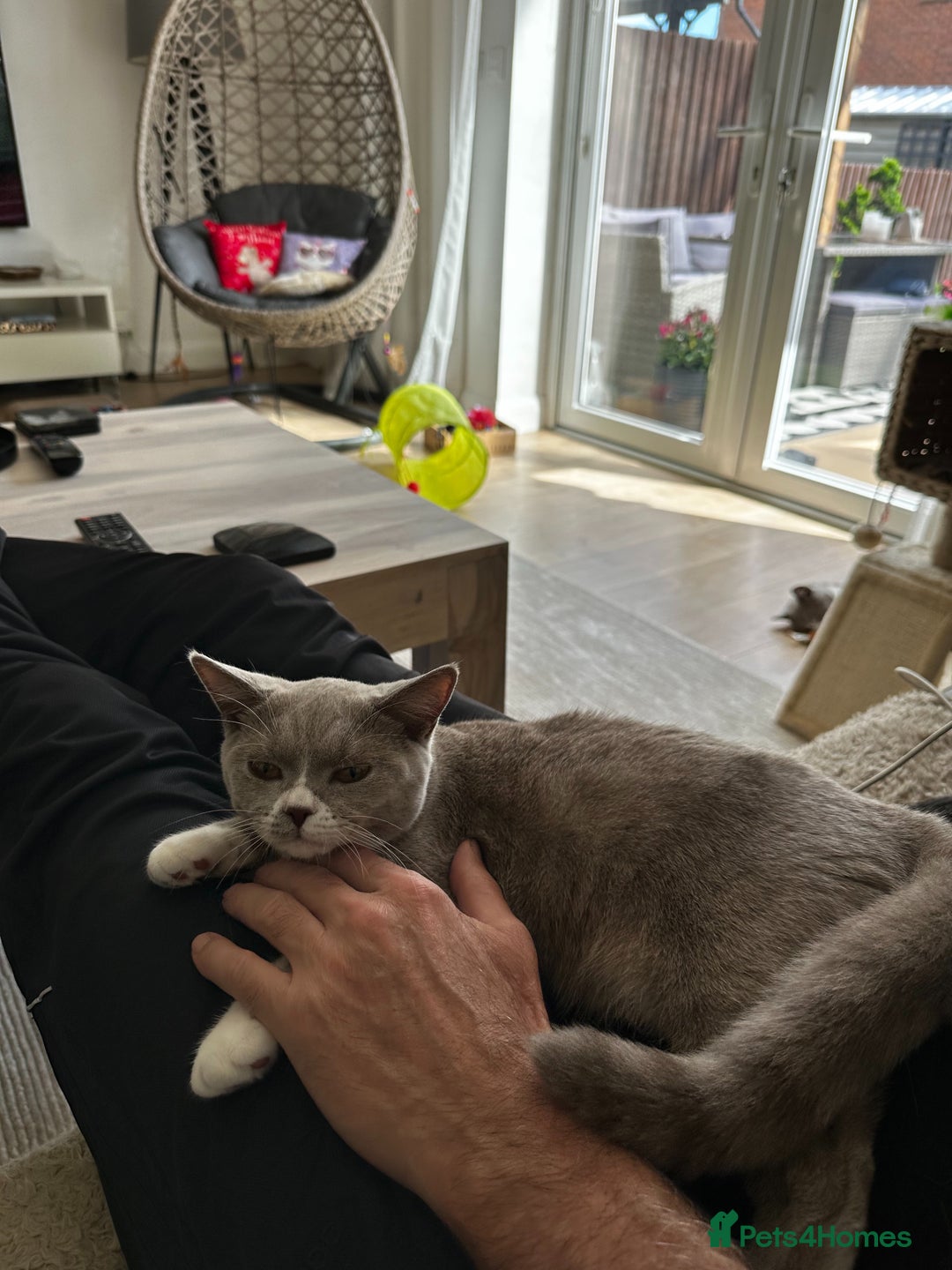 British Shorthair cats for sale: Beautiful BH Bicolour Kittens. Ready now! - Image 4