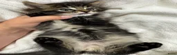 Bengal cats for sale: Bengal x Maine Coon Kittens - Advert 13