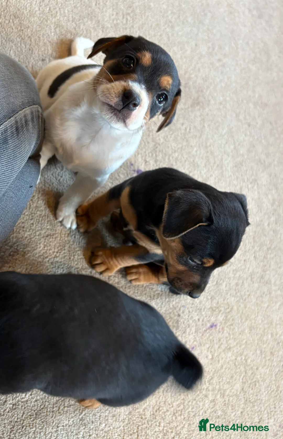 Jack Russell dogs for sale: Gorgeous Jack Russell puppies  - Advert 14