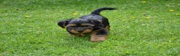 Yorkshire Terrier dogs for sale: Purebred Yorkshire Terrier Puppies Vaccinated  - Advert 4