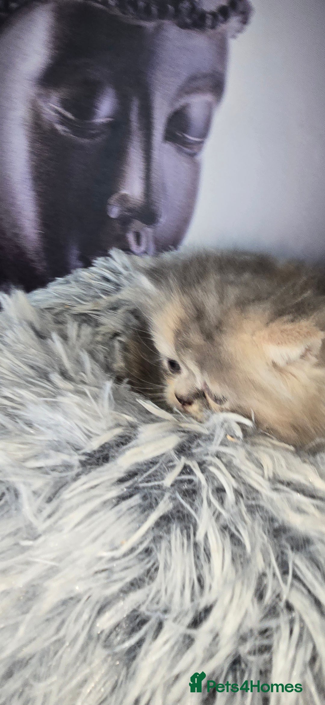 Persian cats for sale: 😻 Stunning persian kittens  - Image 3