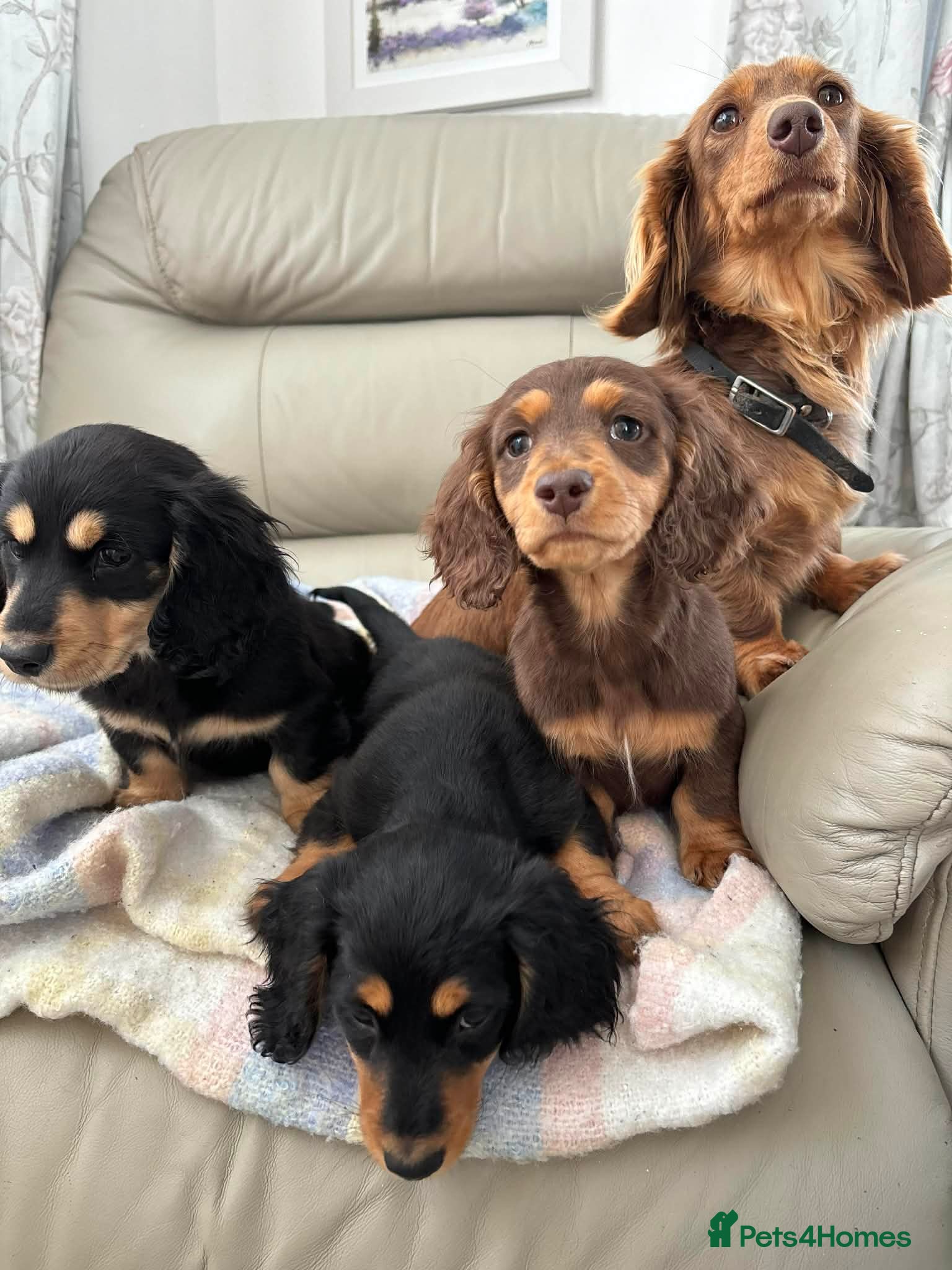 Dachshund dogs Miniature long-haired dachshund - Advert 1