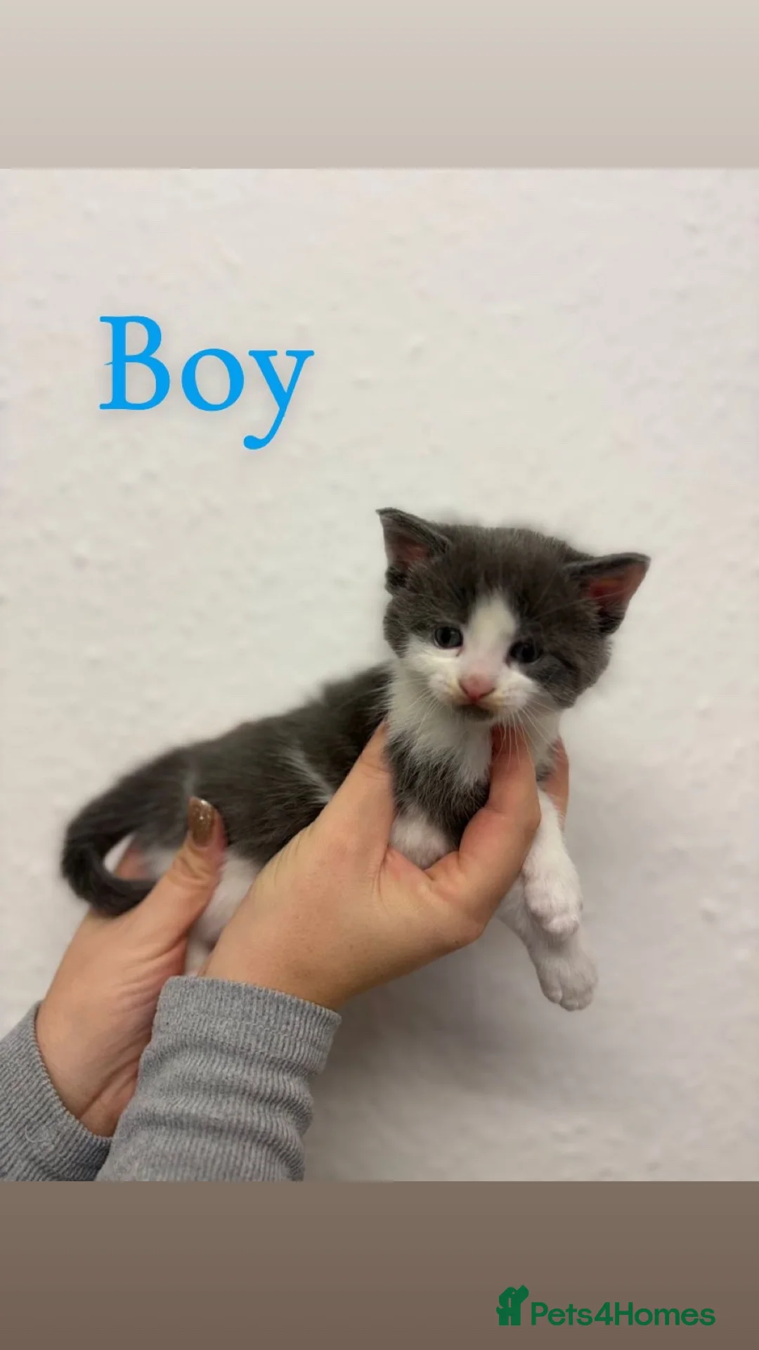 Maine Coon cats for sale: Mane coon cross  - Advert 3