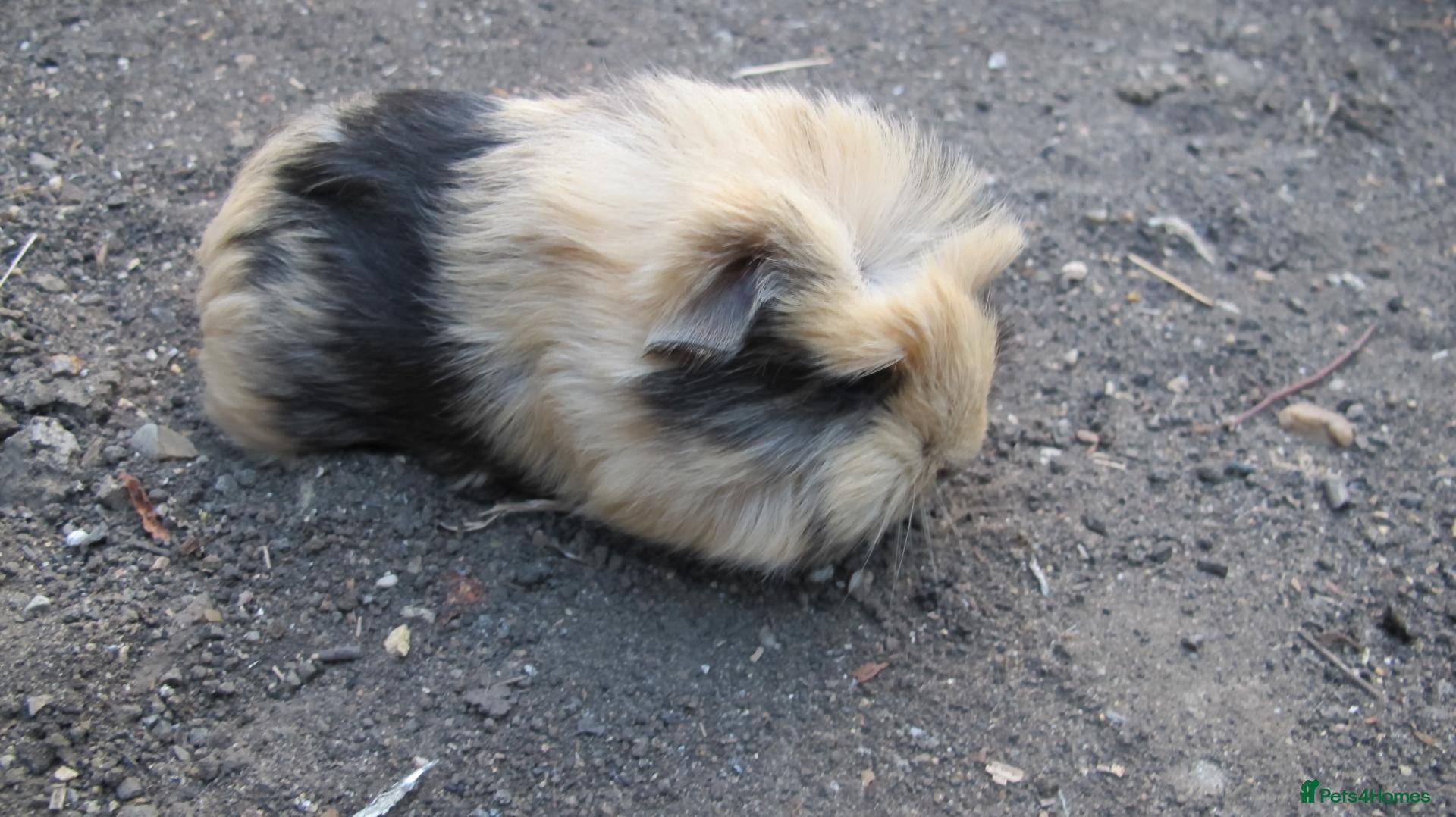 Guinea Pig rodents long haired guinea pigs - Advert 1