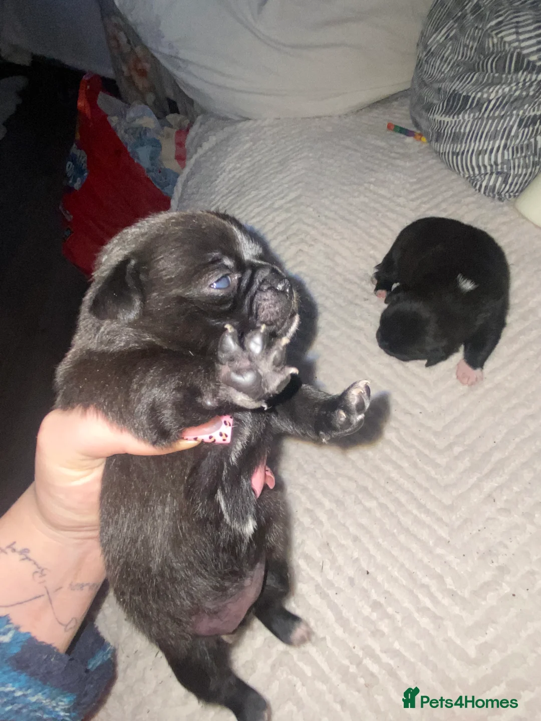 Chug dogs for sale: 3 beautiful chug puppy’s 😍🏡 - Advert 10