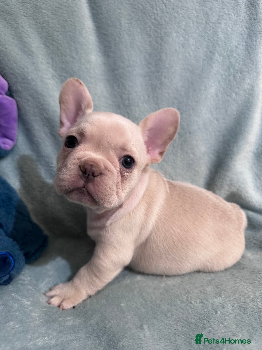 French Bulldog dogs for sale: 5 Male French Bulldog Puppies - Image 1