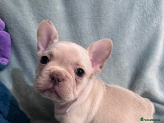 French Bulldog dogs - Advert 31