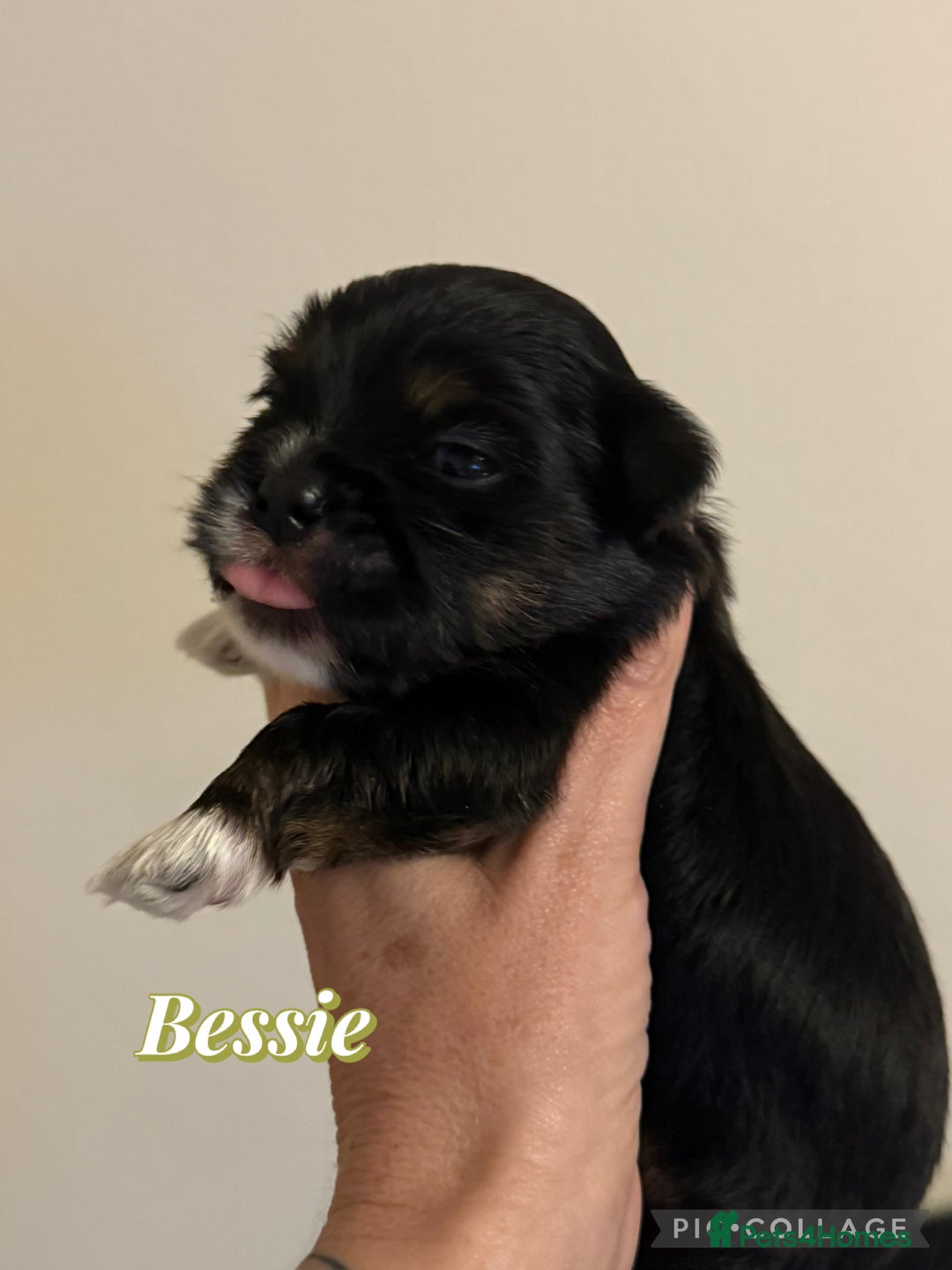 Lhasa Apso dogs for sale: Stunning kc registered Lhasa apso pups - Image 13