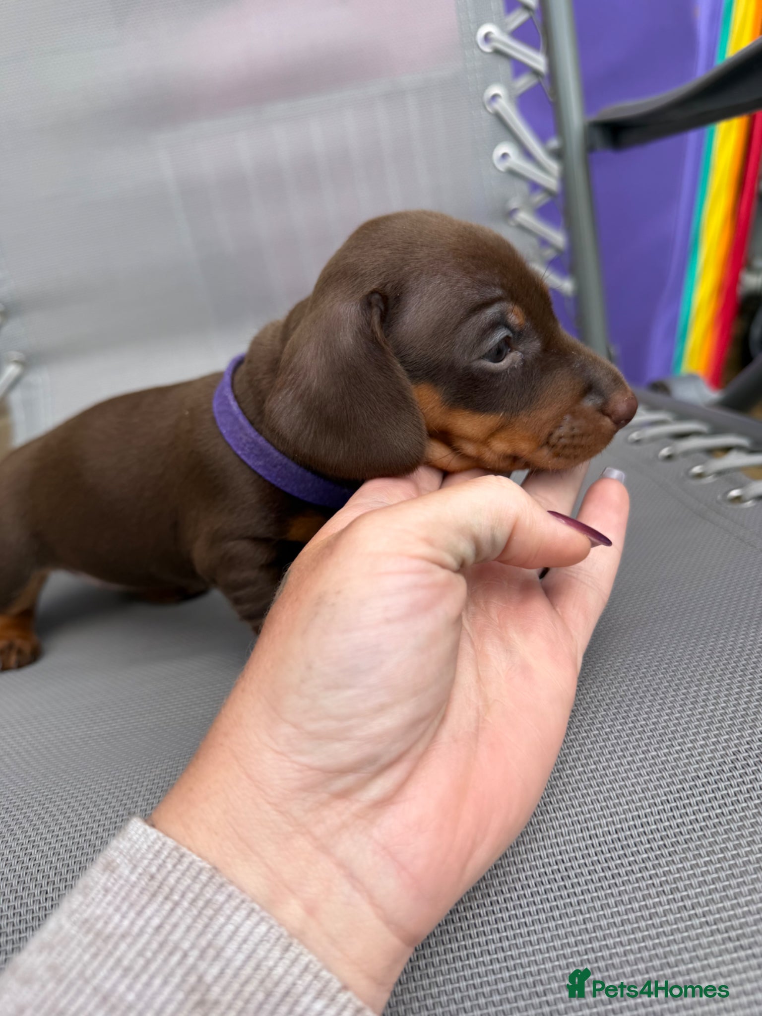 Miniature Dachshund dogs BEAUTIFUL MINI DACHSHUNDS  - Advert 13