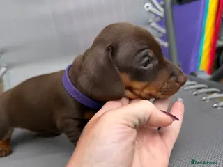 Miniature Dachshund dogs BEAUTIFUL MINI DACHSHUNDS - Advert 13